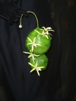 /album/galerie-photos/parrures-016-jpg/